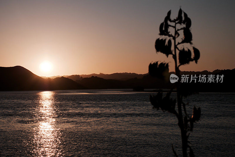 Harakeke Silhouette by Dusk, Aotearoa/新西兰